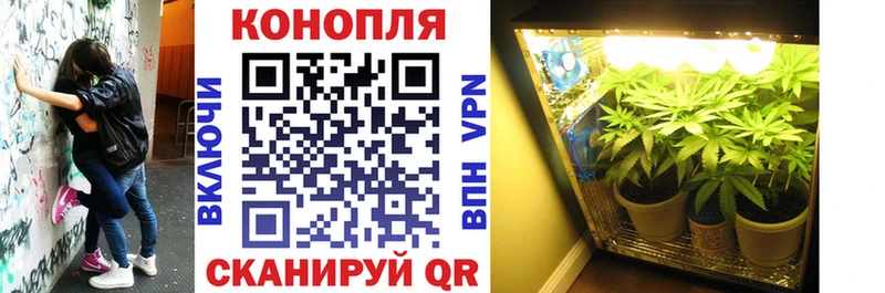 Шишки марихуана марихуана  Болотное 